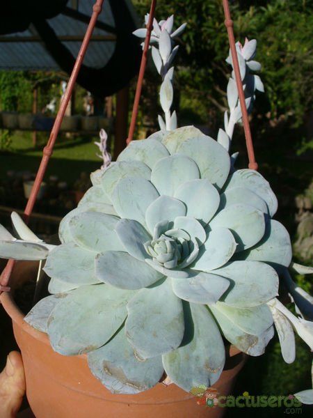 Una foto de Echeveria cv. Caly Argentea (E. laui x E. runyonii)