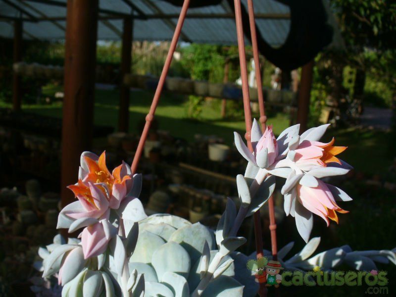 Una foto de Echeveria cv. Caly Argentea (E. laui x E. runyonii)