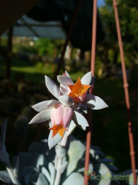 Una foto de Echeveria cv. Caly Argentea (E. laui x E. runyonii)
