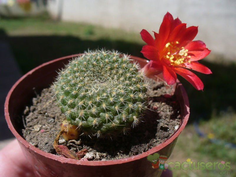 A photo of Rebutia minuscula