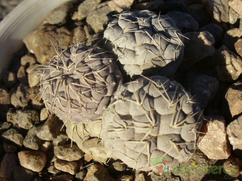 Una foto de Tephrocactus geometricus