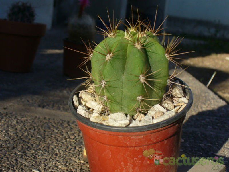A photo of Echinopsis atacamensis ssp. pasacana