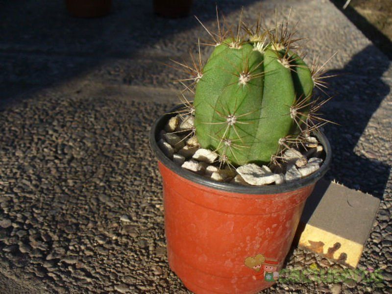 A photo of Echinopsis atacamensis ssp. pasacana