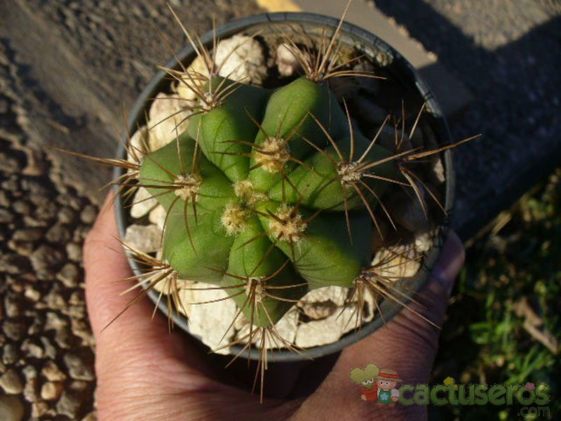 A photo of Echinopsis atacamensis ssp. pasacana