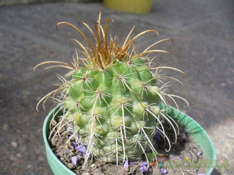 A photo of Parodia maasii