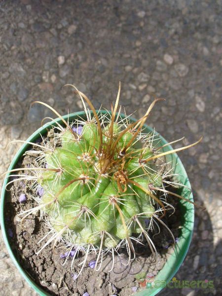 A photo of Parodia maasii
