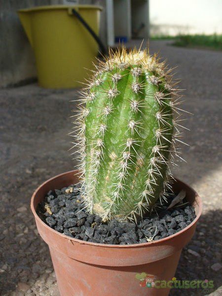 Una foto de Echinopsis thelegonoides