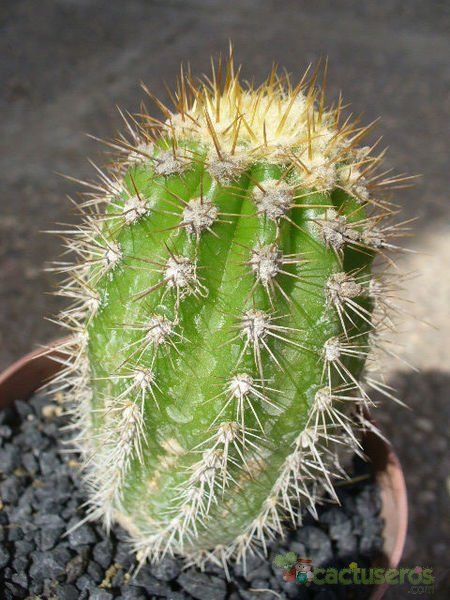 Una foto de Echinopsis thelegonoides