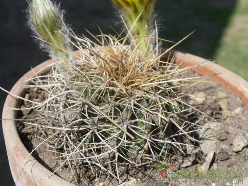 Una foto de Echinopsis aurea