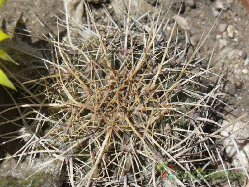 Una foto de Echinopsis aurea
