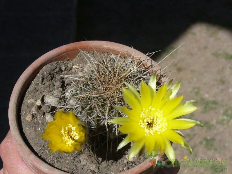 Una foto de Echinopsis aurea