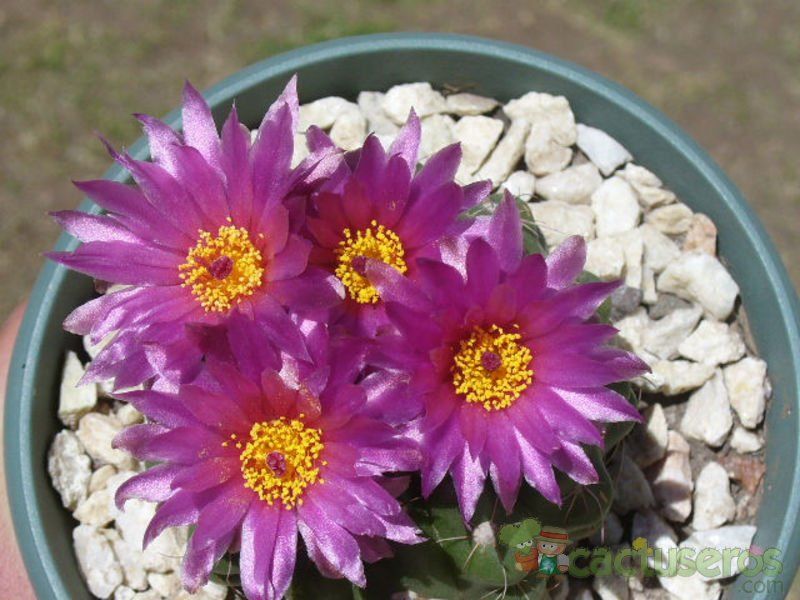 A photo of Notocactus uebelmannianus