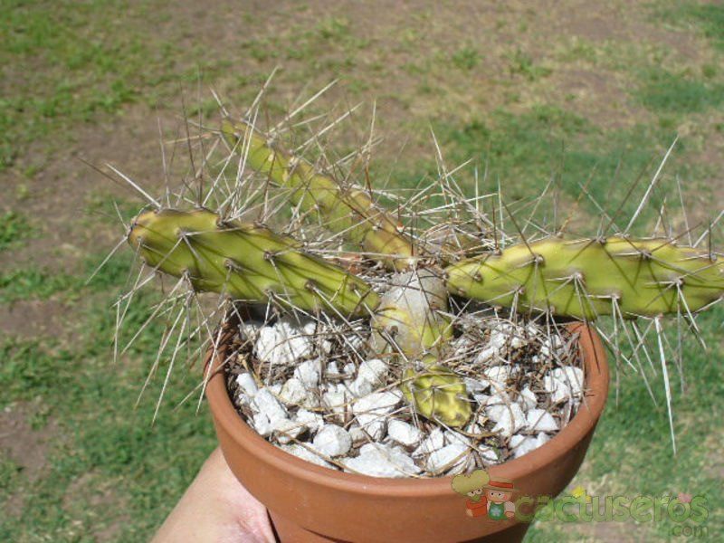 A photo of Opuntia fragilis