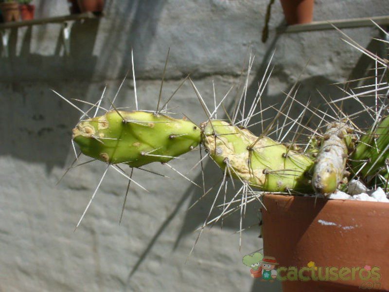 A photo of Opuntia fragilis
