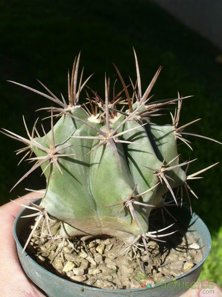 Una foto de Echinocactus platyacanthus