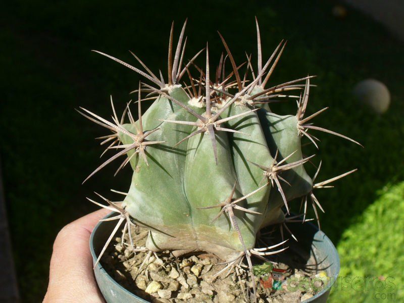 Una foto de Echinocactus platyacanthus