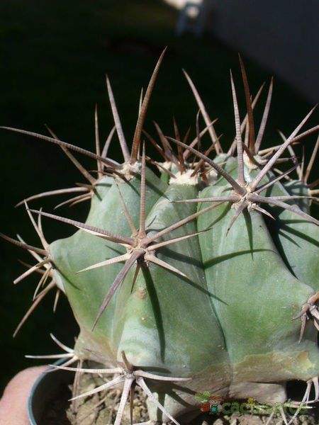 Una foto de Echinocactus platyacanthus