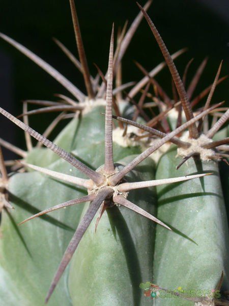 Una foto de Echinocactus platyacanthus