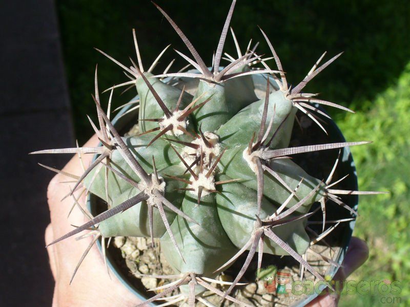 Una foto de Echinocactus platyacanthus