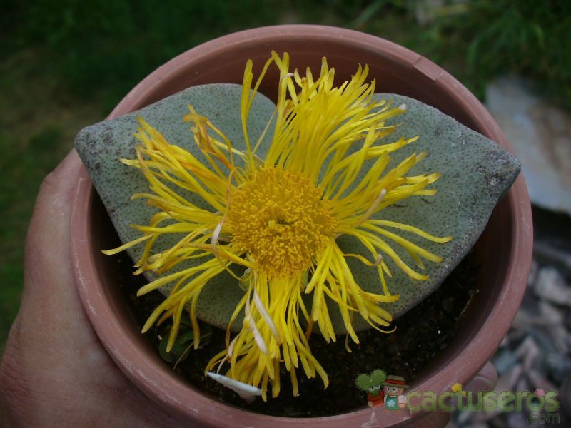 Una foto de Mesembryanthemum simulans