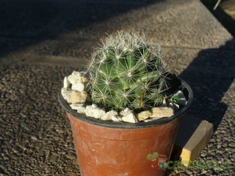 A photo of Mammillaria boolii