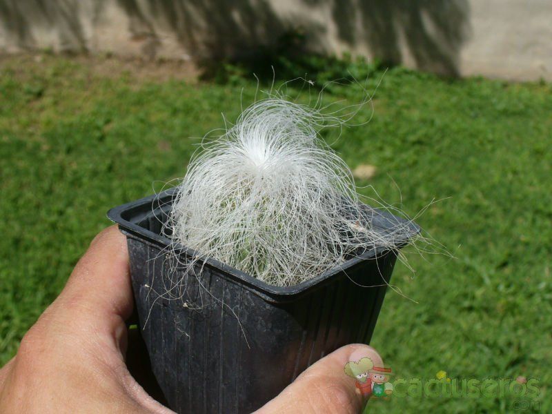 Una foto de Cephalocereus senilis