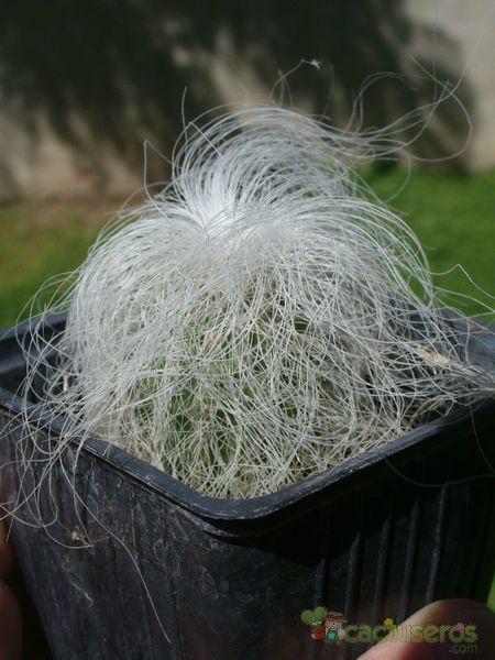 Una foto de Cephalocereus senilis