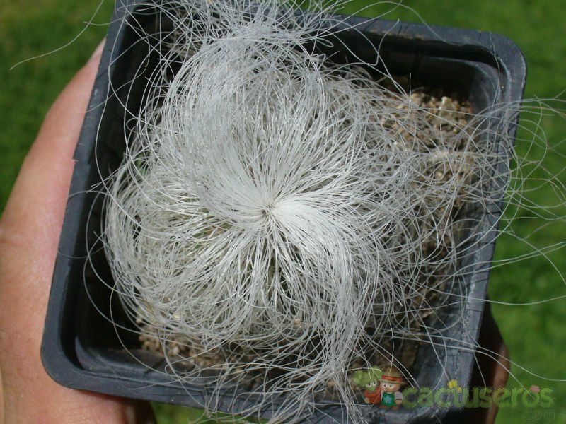 Una foto de Cephalocereus senilis