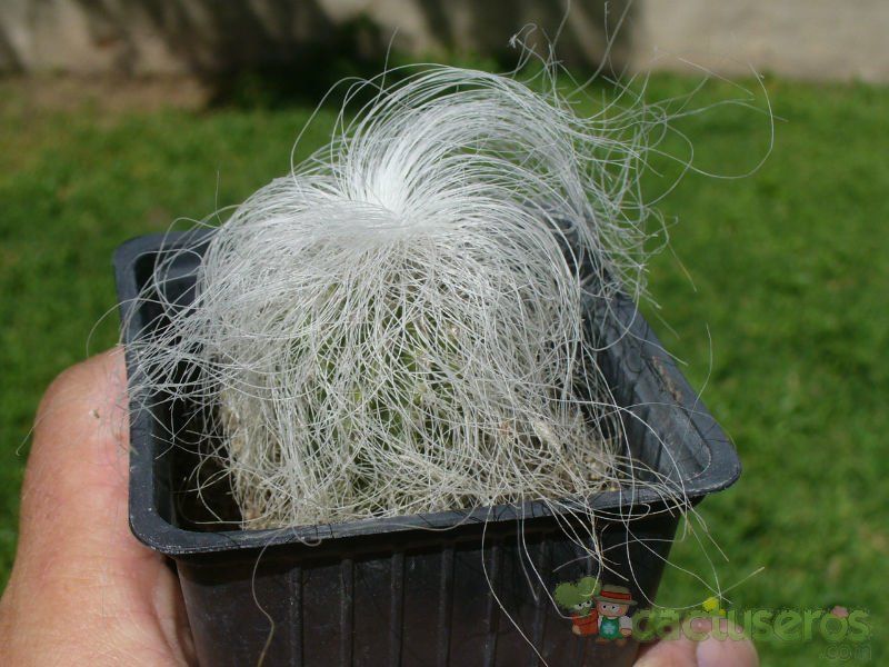 Una foto de Cephalocereus senilis