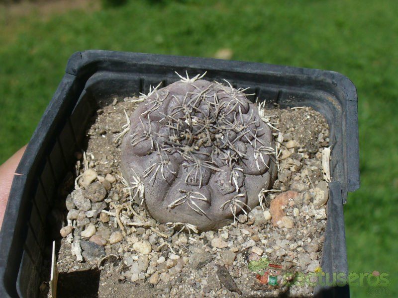Una foto de Gymnocalycium alboareolatum
