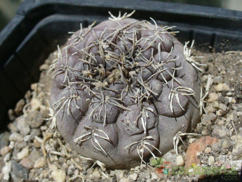 Una foto de Gymnocalycium alboareolatum