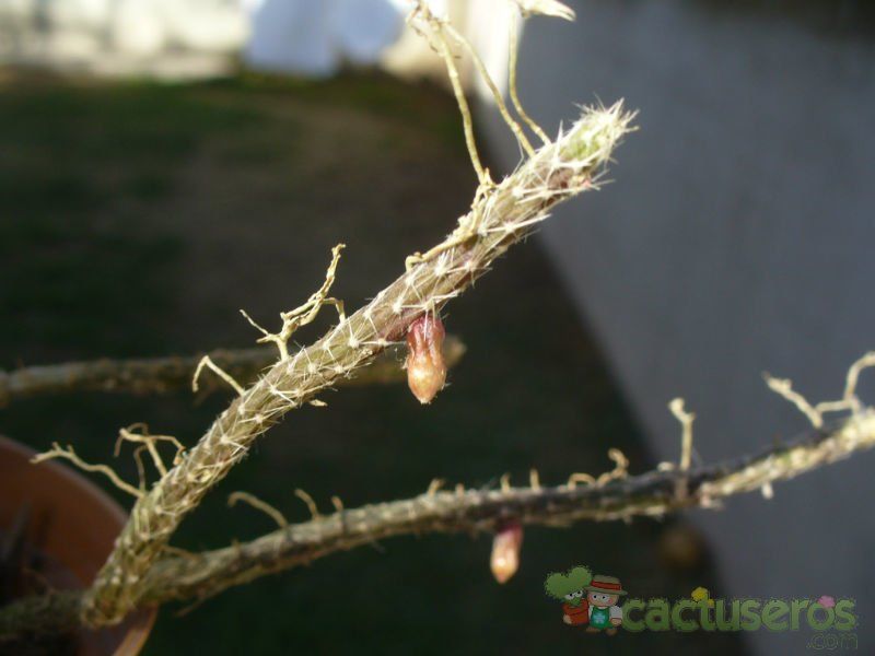 A photo of Rhipsalis aculeata