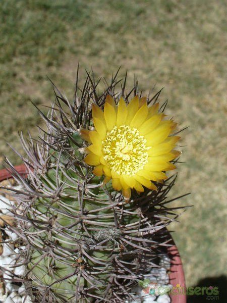 A photo of Eriosyce bulbocalyx