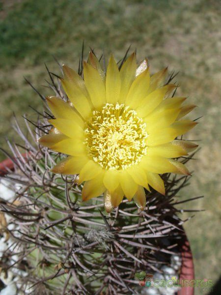 A photo of Eriosyce bulbocalyx