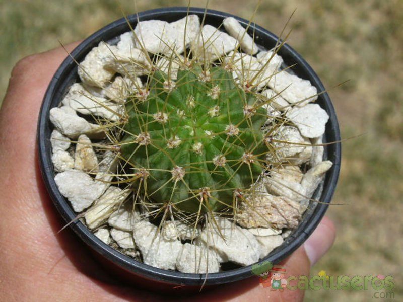 Una foto de Echinopsis ferox