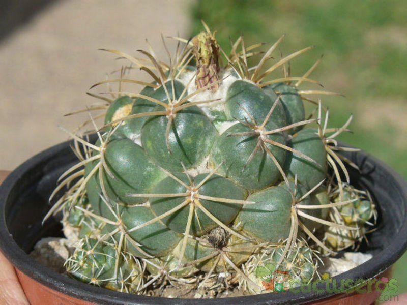 A photo of Coryphantha elephantidens ssp.bumamma