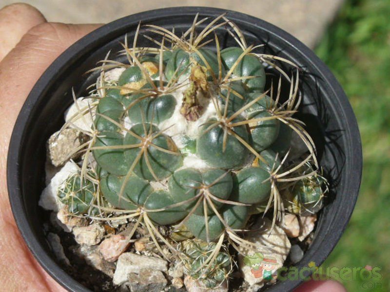 A photo of Coryphantha elephantidens ssp.bumamma