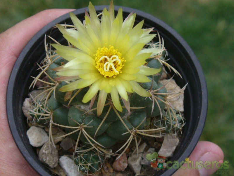A photo of Coryphantha elephantidens ssp.bumamma