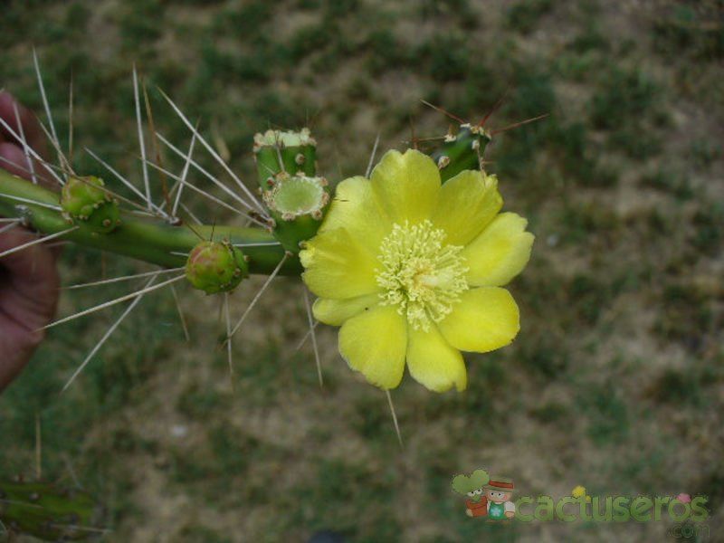 A photo of Opuntia fragilis