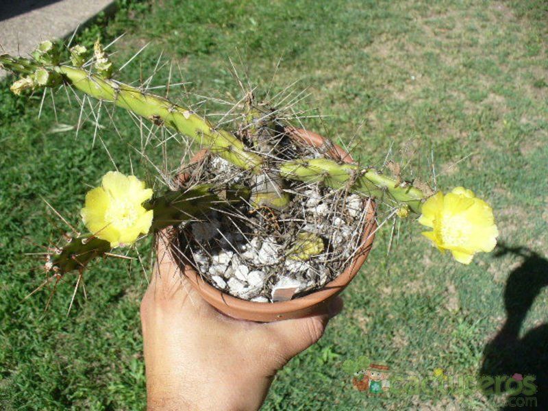 A photo of Opuntia fragilis