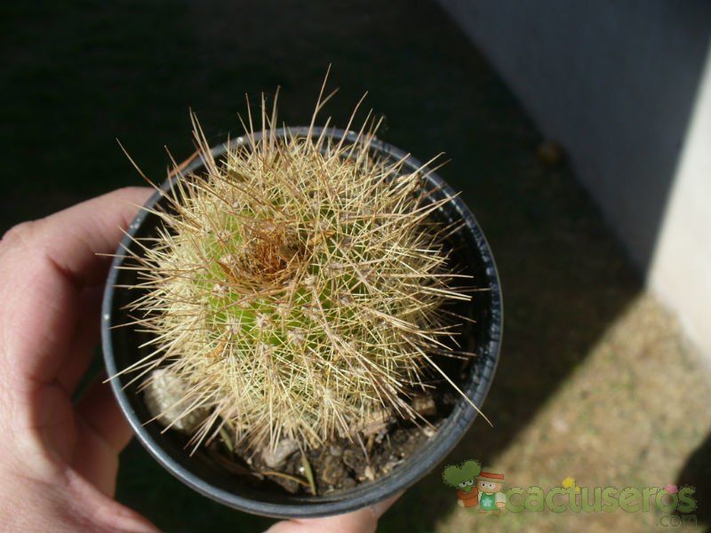 A photo of Echinopsis strigosa