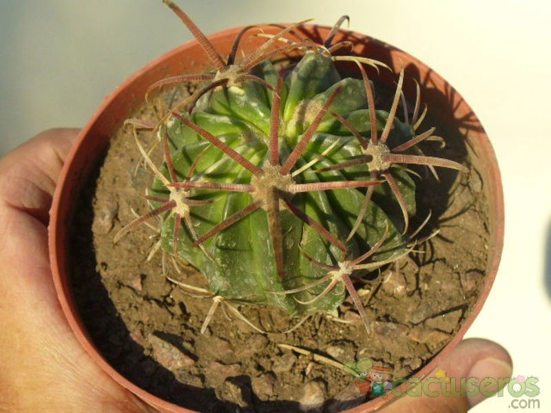 A photo of Ferocactus recurvus