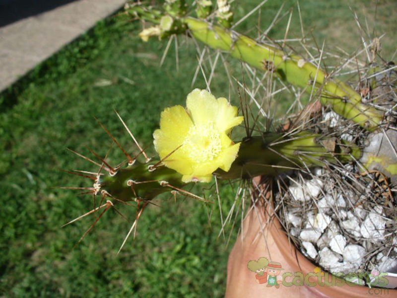 A photo of Opuntia fragilis