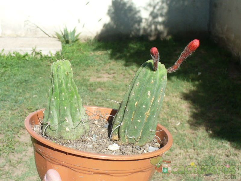 Una foto de Matucana madisoniorum