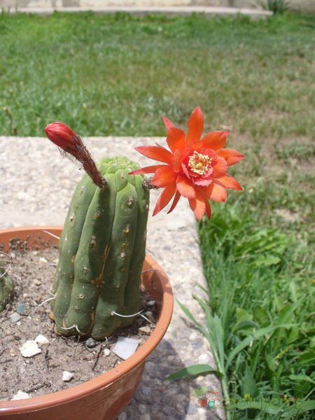 Una foto de Matucana madisoniorum