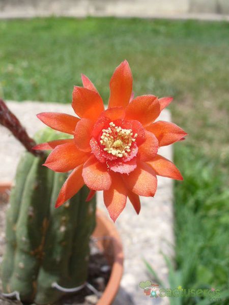 Una foto de Matucana madisoniorum