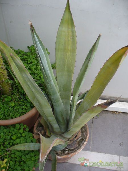 Una foto de Agave americana