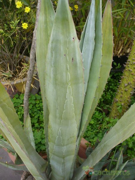 Una foto de Agave americana