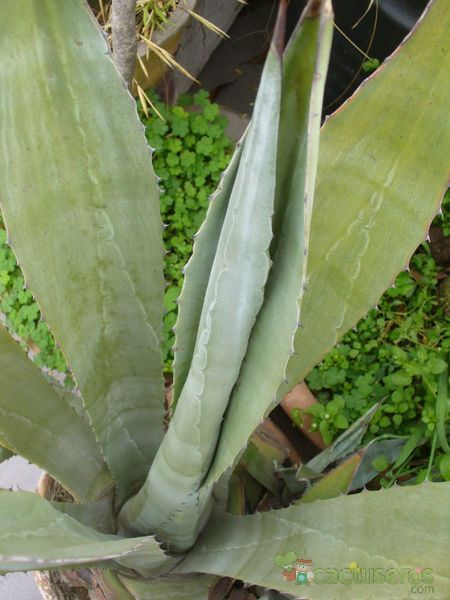 Una foto de Agave americana