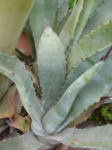 Una foto de Agave americana